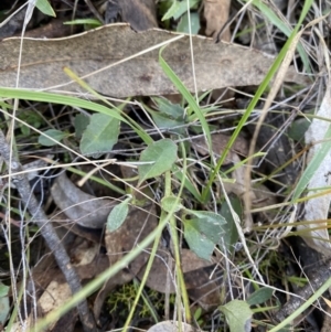 Goodenia hederacea subsp. hederacea at Bango, NSW - 25 Jun 2023 09:51 AM