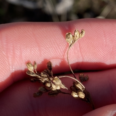 Juncus subsecundus (Finger Rush) at Bango, NSW - 24 Jun 2023 by Tapirlord