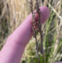 Carex appressa (Tall Sedge) at Bango Nature Reserve - 25 Jun 2023 by Tapirlord