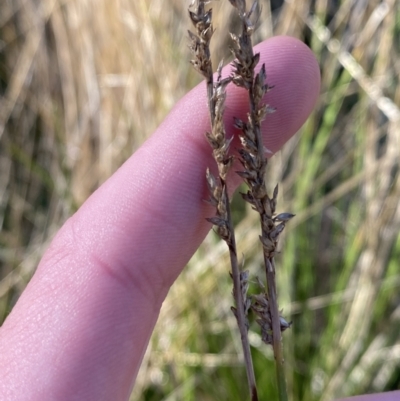 Carex appressa (Tall Sedge) at Bango, NSW - 24 Jun 2023 by Tapirlord