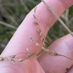 Juncus remotiflorus (Diffuse Rush) at Bango, NSW - 25 Jun 2023 by Tapirlord