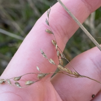 Juncus remotiflorus (Diffuse Rush) at Bango, NSW - 25 Jun 2023 by Tapirlord