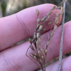 Juncus remotiflorus at Bango, NSW - 25 Jun 2023