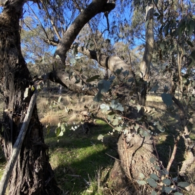 Eucalyptus goniocalyx (Bundy Box) at Bango Nature Reserve - 25 Jun 2023 by Tapirlord