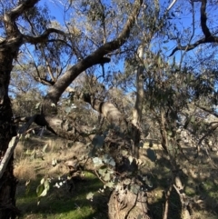 Eucalyptus goniocalyx at Bango, NSW - 25 Jun 2023