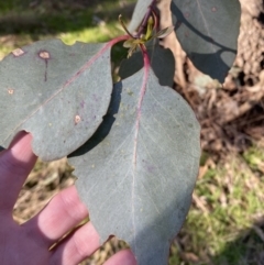 Eucalyptus goniocalyx at Bango, NSW - 25 Jun 2023