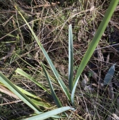 Dianella sp. aff. longifolia (Benambra) (Pale Flax Lily, Blue Flax Lily) at Bango Nature Reserve - 24 Jun 2023 by Tapirlord