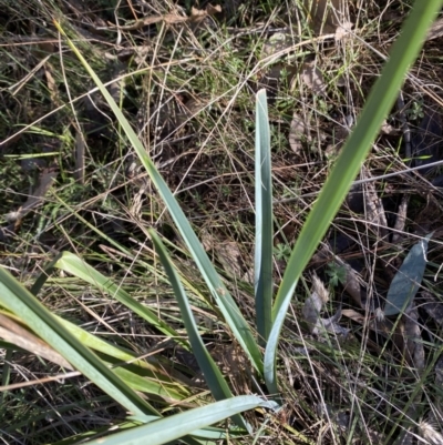 Dianella sp. aff. longifolia (Benambra) (Pale Flax Lily, Blue Flax Lily) at Bango Nature Reserve - 25 Jun 2023 by Tapirlord