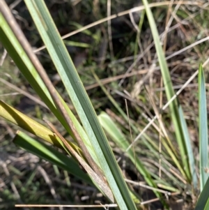 Dianella sp. aff. longifolia (Benambra) at Bango, NSW - 25 Jun 2023