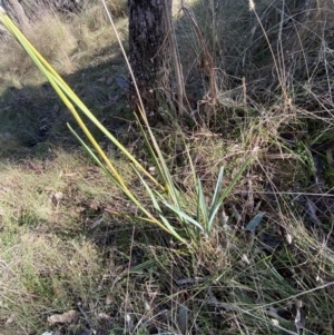 Dianella sp. aff. longifolia (Benambra) at Bango, NSW - 25 Jun 2023 09:44 AM