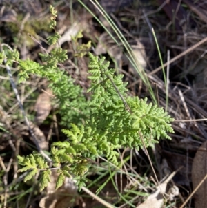 Cheilanthes sieberi subsp. sieberi at Bango, NSW - 25 Jun 2023 09:43 AM