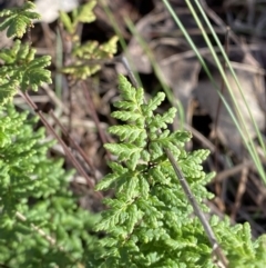 Cheilanthes sieberi subsp. sieberi at Bango, NSW - 25 Jun 2023 09:43 AM