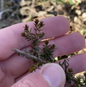 Dillwynia phylicoides at Bango, NSW - 25 Jun 2023