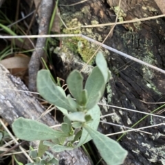 Hibbertia obtusifolia (Grey Guinea-flower) at Bango Nature Reserve - 25 Jun 2023 by Tapirlord