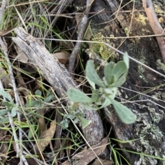 Hibbertia obtusifolia at Bango, NSW - 25 Jun 2023 09:41 AM