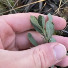 Hibbertia obtusifolia at Bango, NSW - 25 Jun 2023 09:41 AM