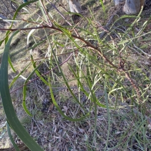 Acacia implexa at Bango, NSW - 25 Jun 2023 09:41 AM