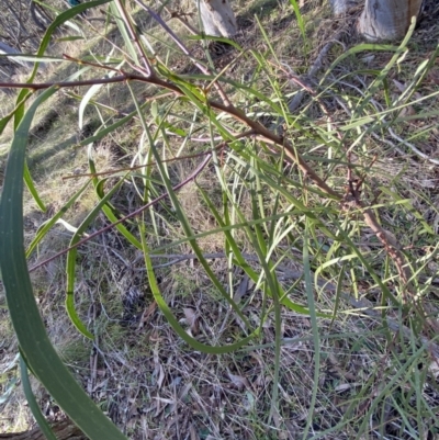 Acacia implexa (Hickory Wattle, Lightwood) at Bango Nature Reserve - 25 Jun 2023 by Tapirlord