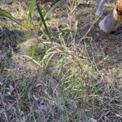 Acacia implexa at Bango, NSW - 25 Jun 2023 09:41 AM