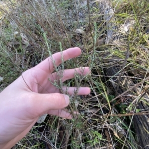 Cassinia sifton at Bango, NSW - 25 Jun 2023