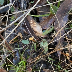 Bossiaea prostrata at Bango, NSW - 25 Jun 2023