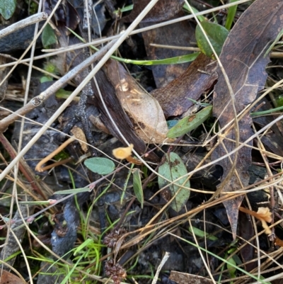 Bossiaea prostrata (Creeping Bossiaea) at Bango, NSW - 25 Jun 2023 by Tapirlord