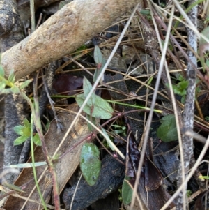 Bossiaea prostrata at Bango, NSW - 25 Jun 2023