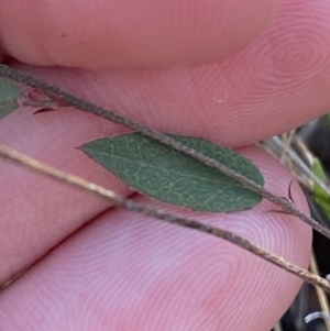 Bossiaea prostrata at Bango, NSW - 25 Jun 2023