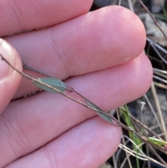 Bossiaea prostrata at Bango, NSW - 25 Jun 2023