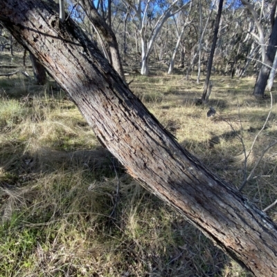 Eucalyptus macrorhyncha (Red Stringybark) at Bango, NSW - 24 Jun 2023 by Tapirlord