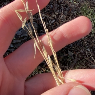 Rytidosperma pallidum (Red-anther Wallaby Grass) at Bango Nature Reserve - 25 Jun 2023 by Tapirlord