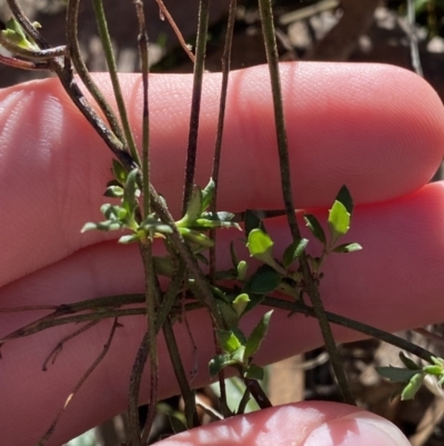 Gonocarpus tetragynus (Common Raspwort) at Bango Nature Reserve - 25 Jun 2023 by Tapirlord