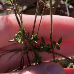 Gonocarpus tetragynus at Bango, NSW - 25 Jun 2023