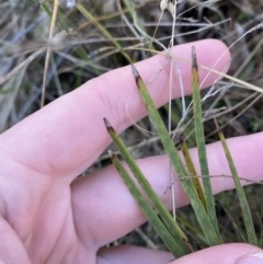 Lomandra filiformis subsp. coriacea (Wattle Matrush) at Bango, NSW - 25 Jun 2023 by Tapirlord