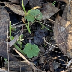 Hydrocotyle laxiflora (Stinking Pennywort) at Bango, NSW - 24 Jun 2023 by Tapirlord