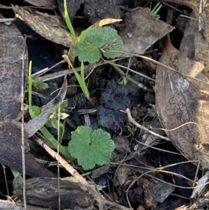 Hydrocotyle laxiflora at Bango, NSW - 25 Jun 2023