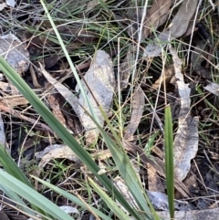 Dianella revoluta var. revoluta (Black-Anther Flax Lily) at Bango, NSW - 24 Jun 2023 by Tapirlord