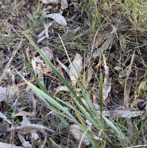 Dianella revoluta var. revoluta at Bango, NSW - 25 Jun 2023