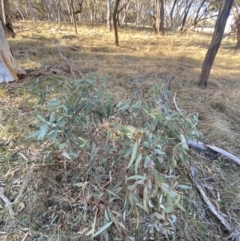 Eucalyptus rossii (Inland Scribbly Gum) at Bango, NSW - 24 Jun 2023 by Tapirlord