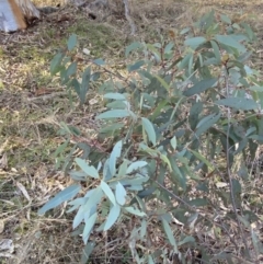 Eucalyptus rossii at Bango, NSW - 25 Jun 2023