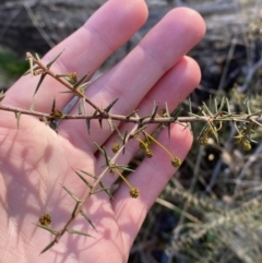 Acacia ulicifolia (Prickly Moses) at Bango, NSW - 24 Jun 2023 by Tapirlord