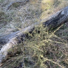 Acacia ulicifolia at Bango, NSW - 25 Jun 2023