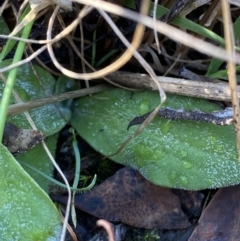 Ammobium craspedioides (Yass Daisy) at Bango Nature Reserve - 25 Jun 2023 by Tapirlord