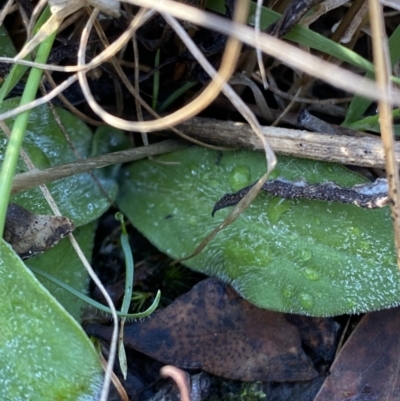 Ammobium craspedioides (Yass Daisy) at Bango, NSW - 25 Jun 2023 by Tapirlord