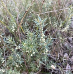 Melichrus urceolatus (Urn Heath) at Bango Nature Reserve - 24 Jun 2023 by Tapirlord