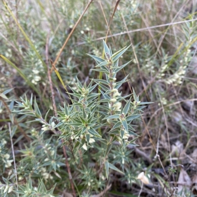 Melichrus urceolatus (Urn Heath) at Bango, NSW - 24 Jun 2023 by Tapirlord