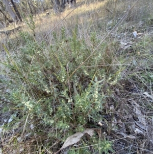 Melichrus urceolatus at Bango, NSW - 25 Jun 2023