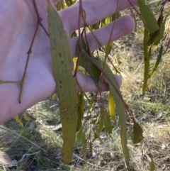 Amyema miquelii (Box Mistletoe) at Bango, NSW - 24 Jun 2023 by Tapirlord