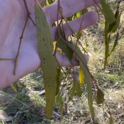 Amyema miquelii (Box Mistletoe) at Bango Nature Reserve - 25 Jun 2023 by Tapirlord