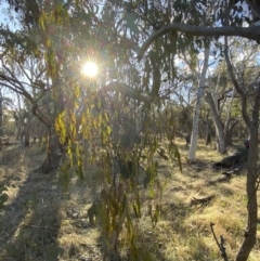 Amyema miquelii at Bango, NSW - 25 Jun 2023